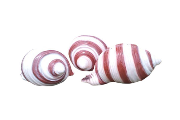 Shell Sculpture